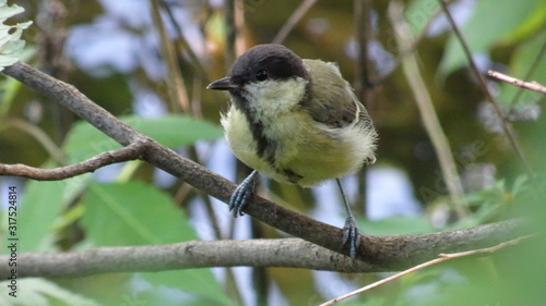 Young tit