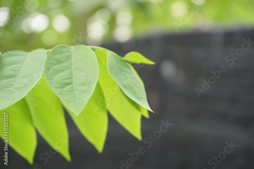 Green plant in garden and blur background  flash condition