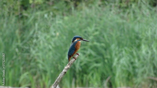 Kingfisher on a branch