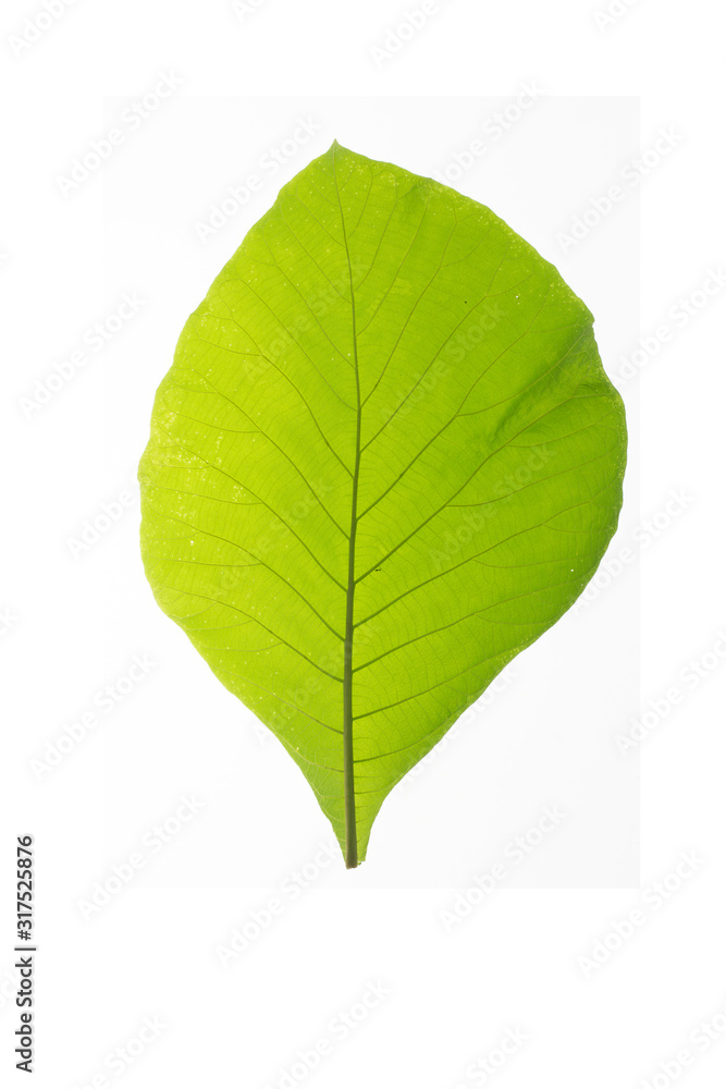 Obraz premium Green leaf texture white background