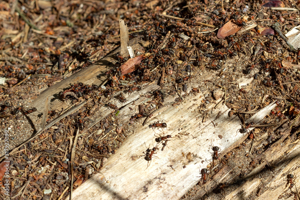 Ants in a forest anthill. Ants in a forest anthill.