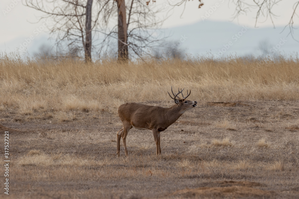 Whitetail Deer Buck in Colorado in Fall Whitetail Deer Buck in Colorado in Fall