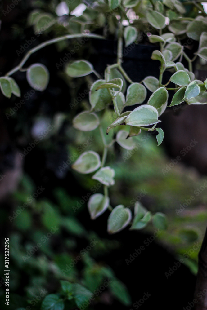 fruit, green, tree, nature, plant, food, branch, leaves, leaf, fig, spring, fresh, agriculture, berry, garden, growing, healthy, tomato, macro, flower, wild, plants, organic, fruits, summer fruit, green, tree, nature, plant, food, branch, leaves, leaf, fig, spring, fresh, agriculture, berry, garden, growing, healthy, tomato, macro, flower, wild, plants, organic, fruits, summer