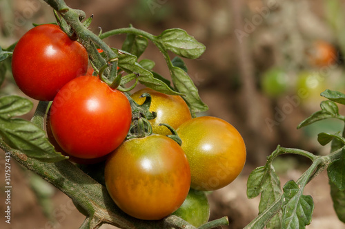 Wallpaper Mural Beautiful fresh ripe red tomatoes grow on a branch in the garden close-up. Shallow depth of field. Torontodigital.ca