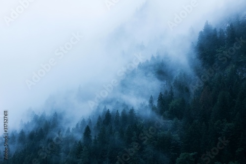 morning fog covers a green forest in the mountains
