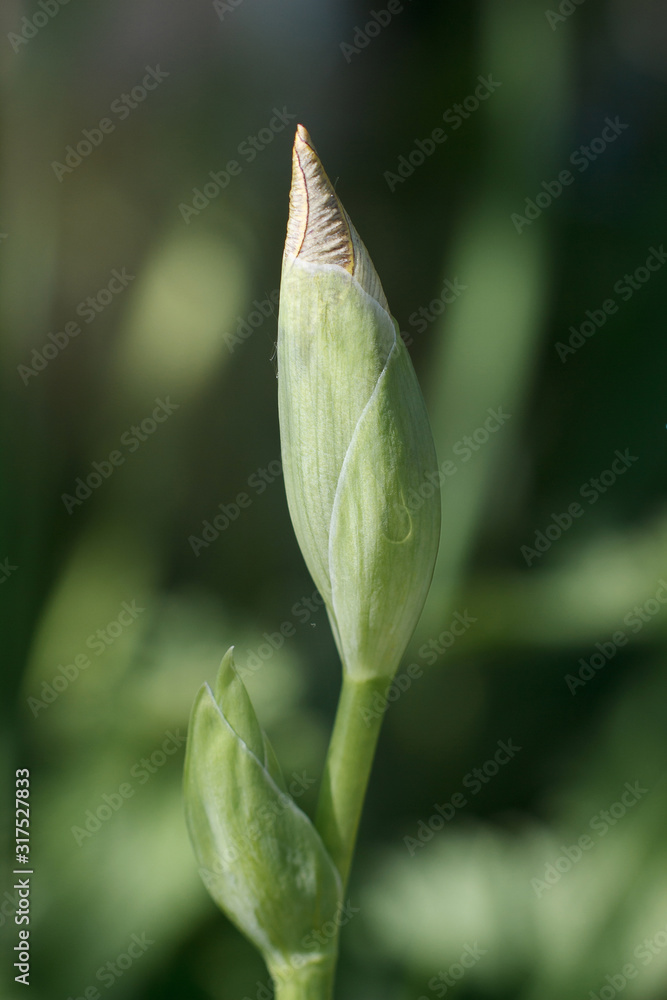 Macro photo of an iris flower. Iris flowers grow in the garden in summer. Beautiful floral background. The word Iris means rainbow. Irises come in many colors. Macro photo of an iris flower. Iris flowers grow in the garden in summer. Beautiful floral background. The word Iris means rainbow. Irises come in many colors.