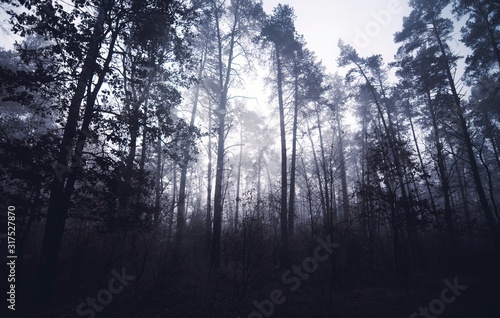 morning autumn fog in the forest