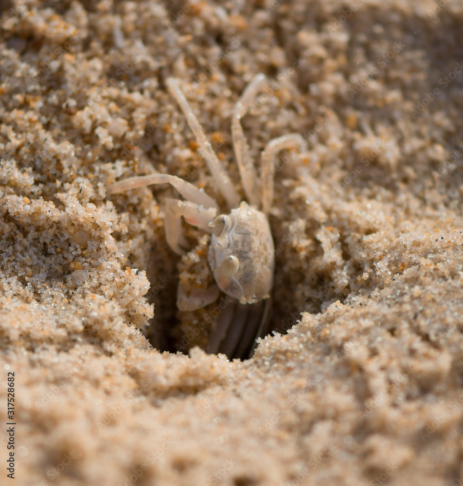 Crab on Karon Beach in Thailand, Phuket. Digs a mink in the sand