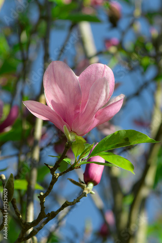Pink Magnolia  Magnolia liliiflora.  or Tulip tree.