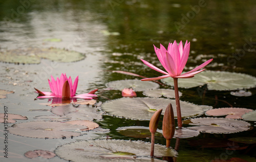 Close up lily pads and pink flowers in pond