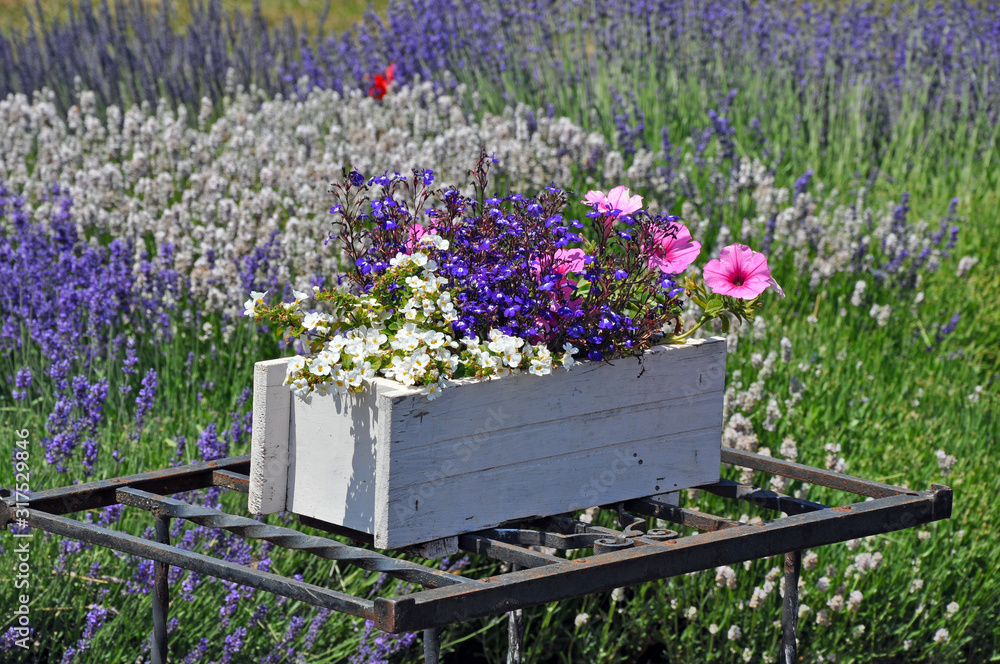 White wooden planter box filled with colorful blossoms White wooden planter box filled with colorful blossoms