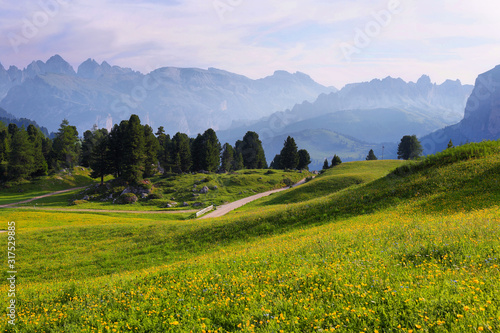 Field with alpine yellow flowers from Sella pass, Dolomites Alps, Italy, Europe