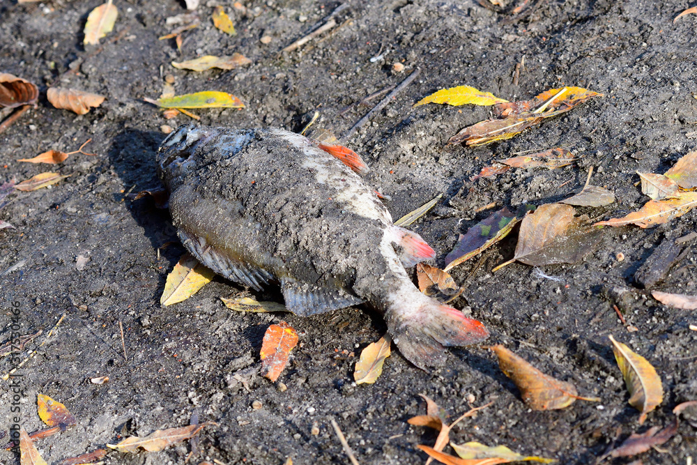 Fototapeta premium Toter Fisch an einem Teich