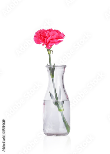 Pink carnation flower  isolated on white background. This has clipping path.