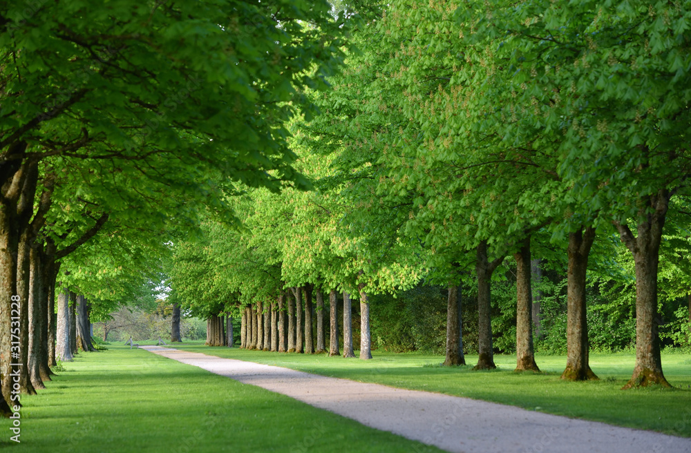 Beautiful alley of trees in a European garden in spring