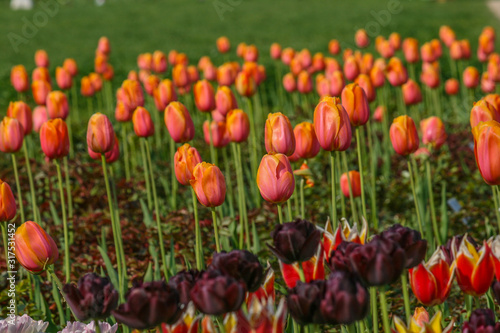 a field of blooming tulips in red, yellow and orange