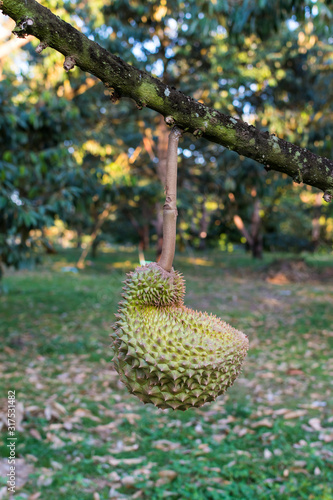 Durian on the tree in the garden for export  king of fruit in Thailand  