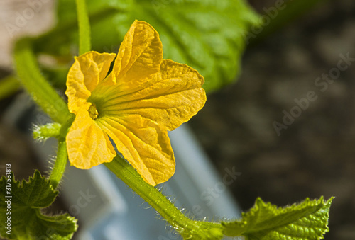 yellow flower of melon detail