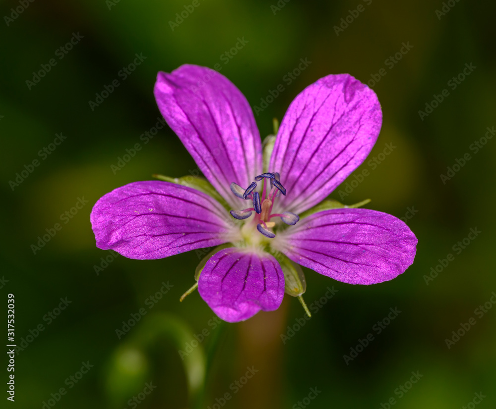 pink marsh cranesbill (geranium palustre) flower pink marsh cranesbill (geranium palustre) flower