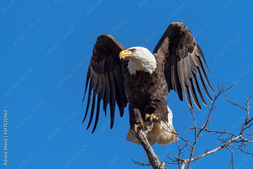 Obraz premium An American Bald Eagle on a perch.