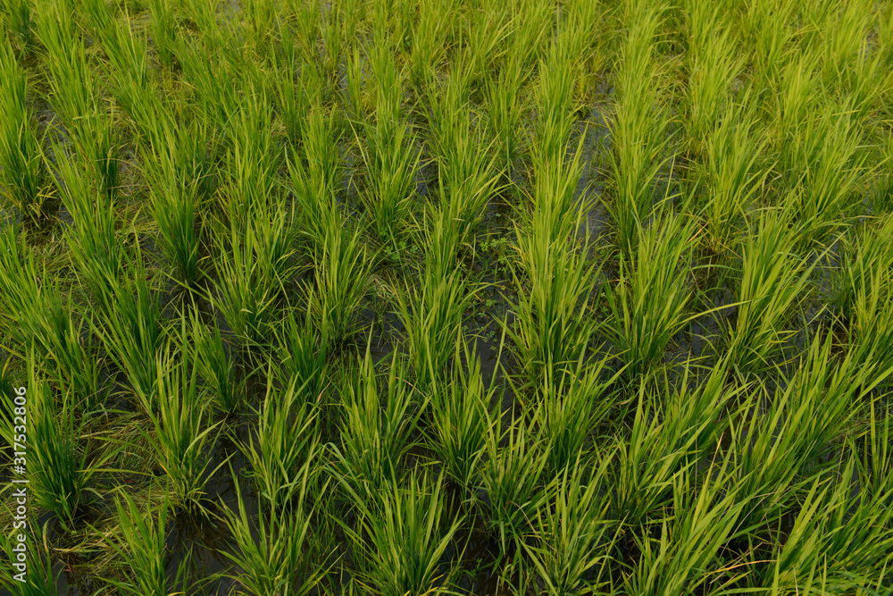 Japanese rice seedlings, Japanese rice field plots in Chiang Rai, Thailand. Japanese rice seedlings, Japanese rice field plots in Chiang Rai, Thailand.