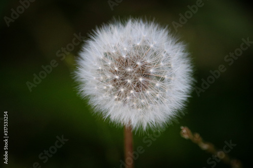 Close Up Dandelion on Green Background