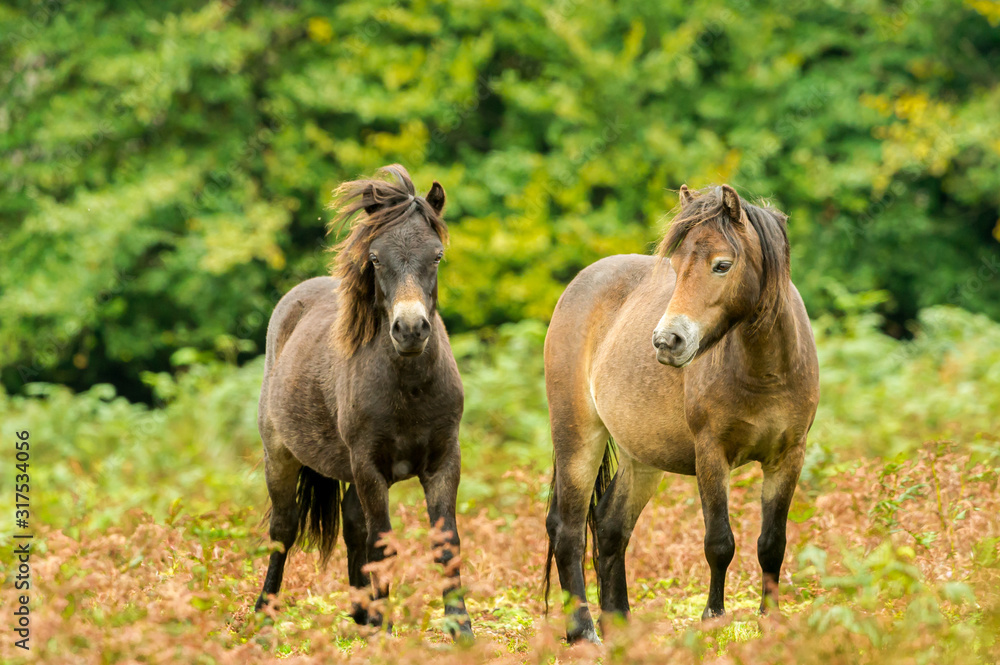 Exmoor Ponies