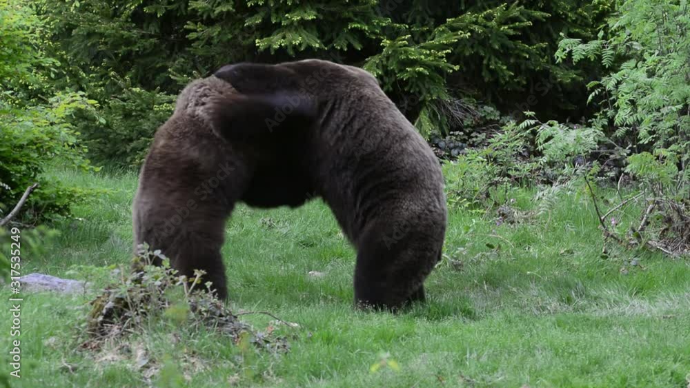 Two brown bears ( Ursus arctos) fighting in coniferous forest Two brown bears ( Ursus arctos) fighting in coniferous forest