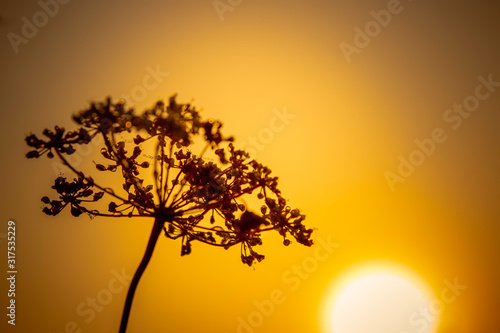 Beautiful grass in the morning sun. Golden dawn. © sergofan2015