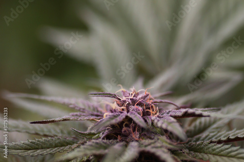 Purple cannabis sativa plant close up