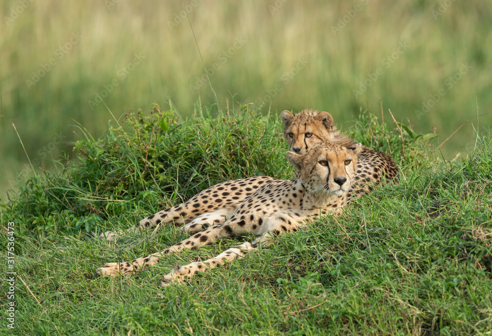 Alert Mother and cub cheetah at Masai Mara, Kenya, Africa Alert Mother and cub cheetah at Masai Mara, Kenya, Africa