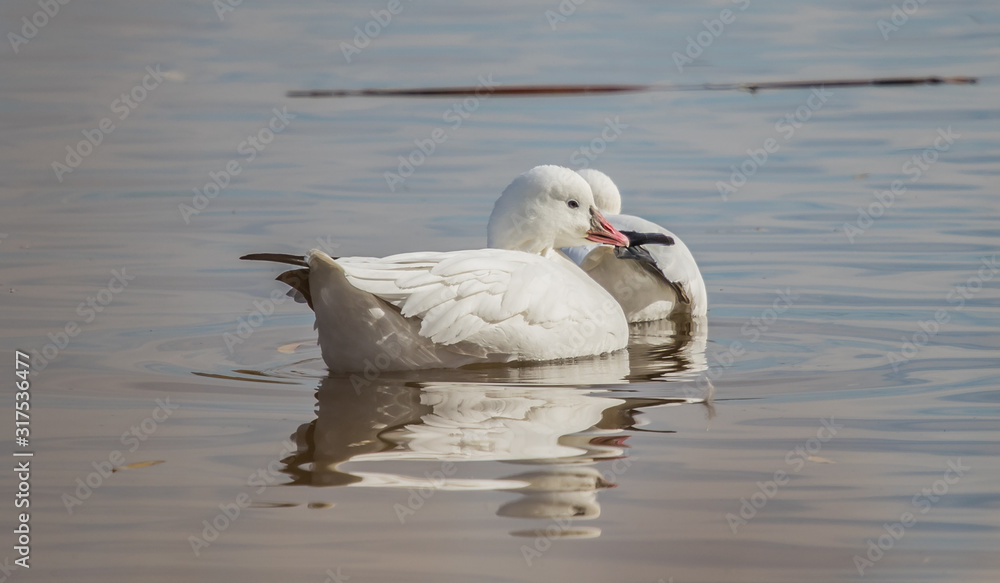 Obraz premium snow goose in pond