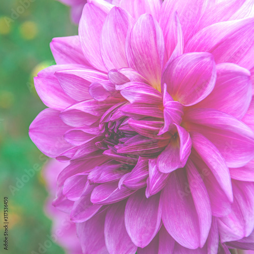 Bright purple garden flower with lush petals