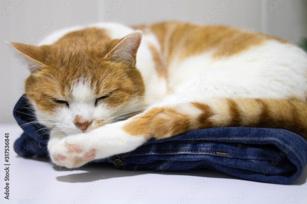 ginger tabby domestic cat lies on blue jeans