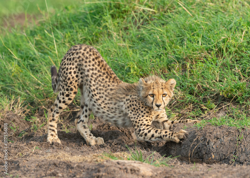Young Cheetah Baby stretching his body at Masai Mara, Kenya, Africa