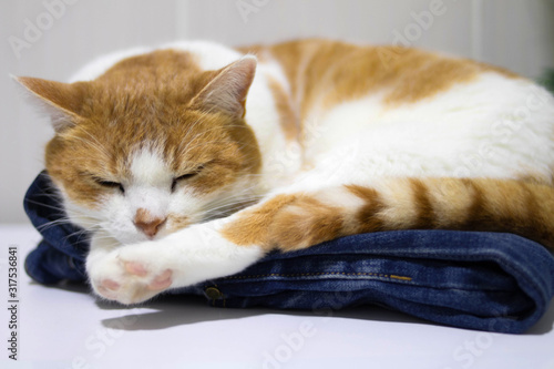 ginger tabby domestic cat lies on blue jeans © Helga Yastrebova