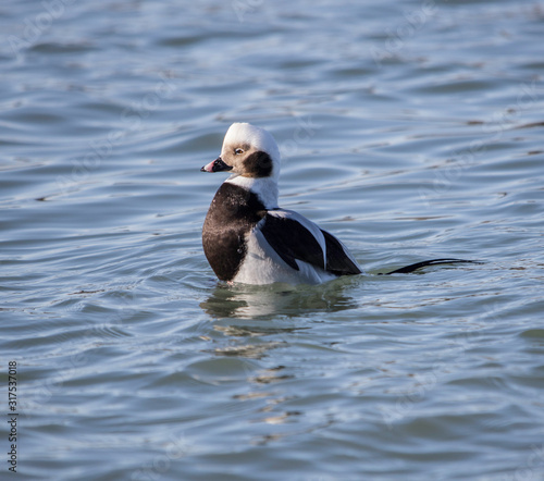 Long-Tailed Duck in the water