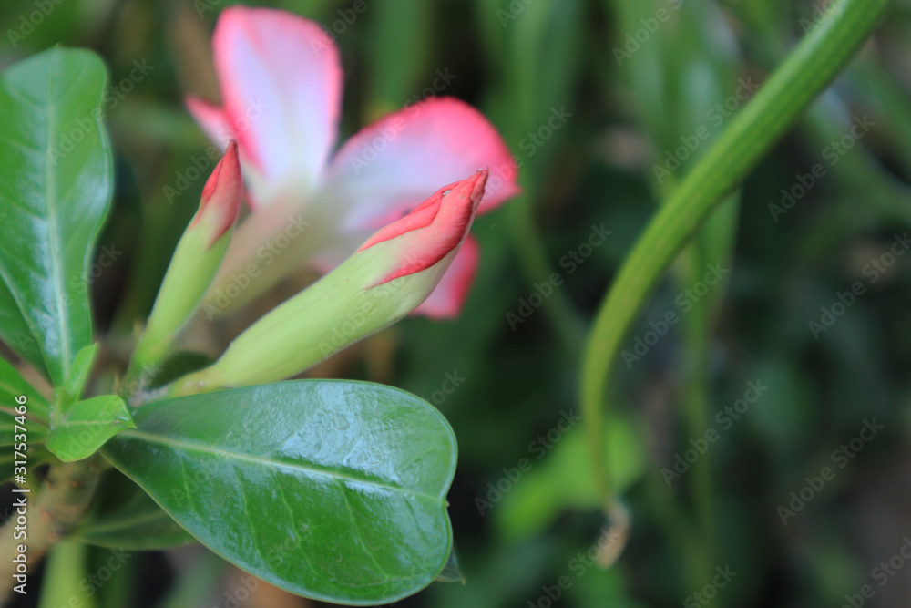 Obraz premium Beautiful azalea flowers in the garden.