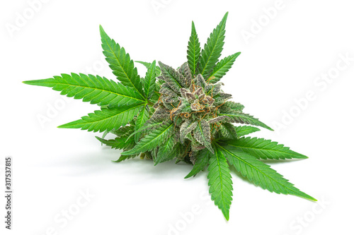 Macro of Medical Marijuana Bud or Hemp Flower with Green Leaves Isolated on White Background photo