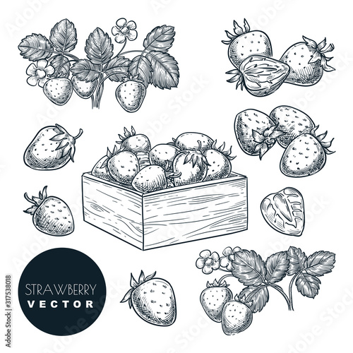 Strawberry berries sketch vector illustration. Sweet berries harvest in basket. Hand drawn garden agriculture and farm.