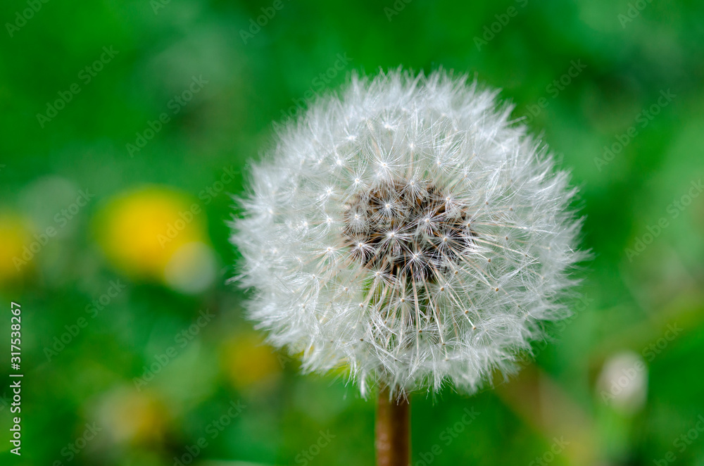 Fototapeta premium dandelion flower with seeds ball close up in blue bright turquoise background horizontal view