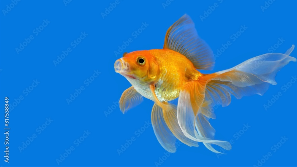 Goldfish in an aquarium with an open mouth on a blue background. Stock