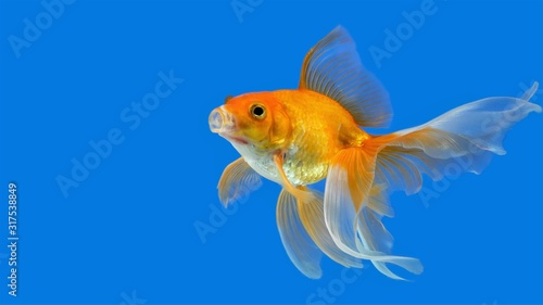 Slika na platnu Goldfish in an aquarium with an open mouth on a blue background.