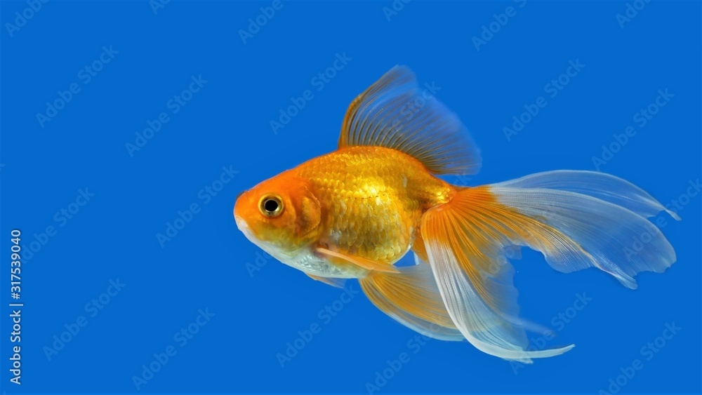 Goldfish on blue background.j Goldfish on blue background.j