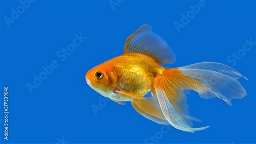 Goldfish on blue background.j