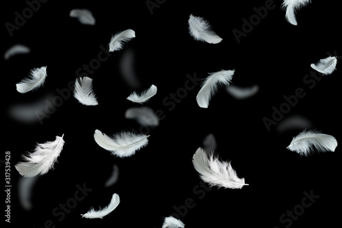 White feathers floating in the dark, feather abstract background