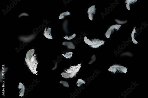 Feather abstract background, Soft white feathers floating in the dark, black background