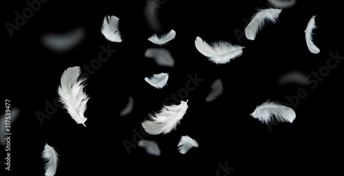 White feathers floating in the dark, feather abstract background