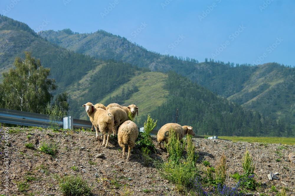 Sheep walking near a road in the mountains