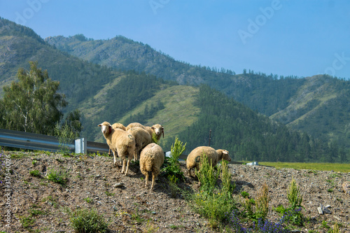 Sheep walking near a road in the mountains